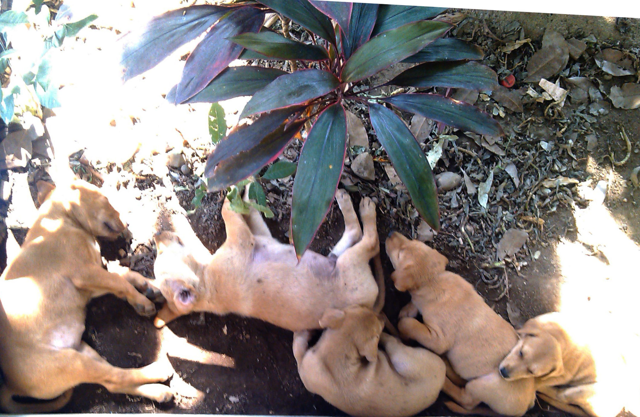 New born dogs sleeping in the porch in Pai - Happymind Travels