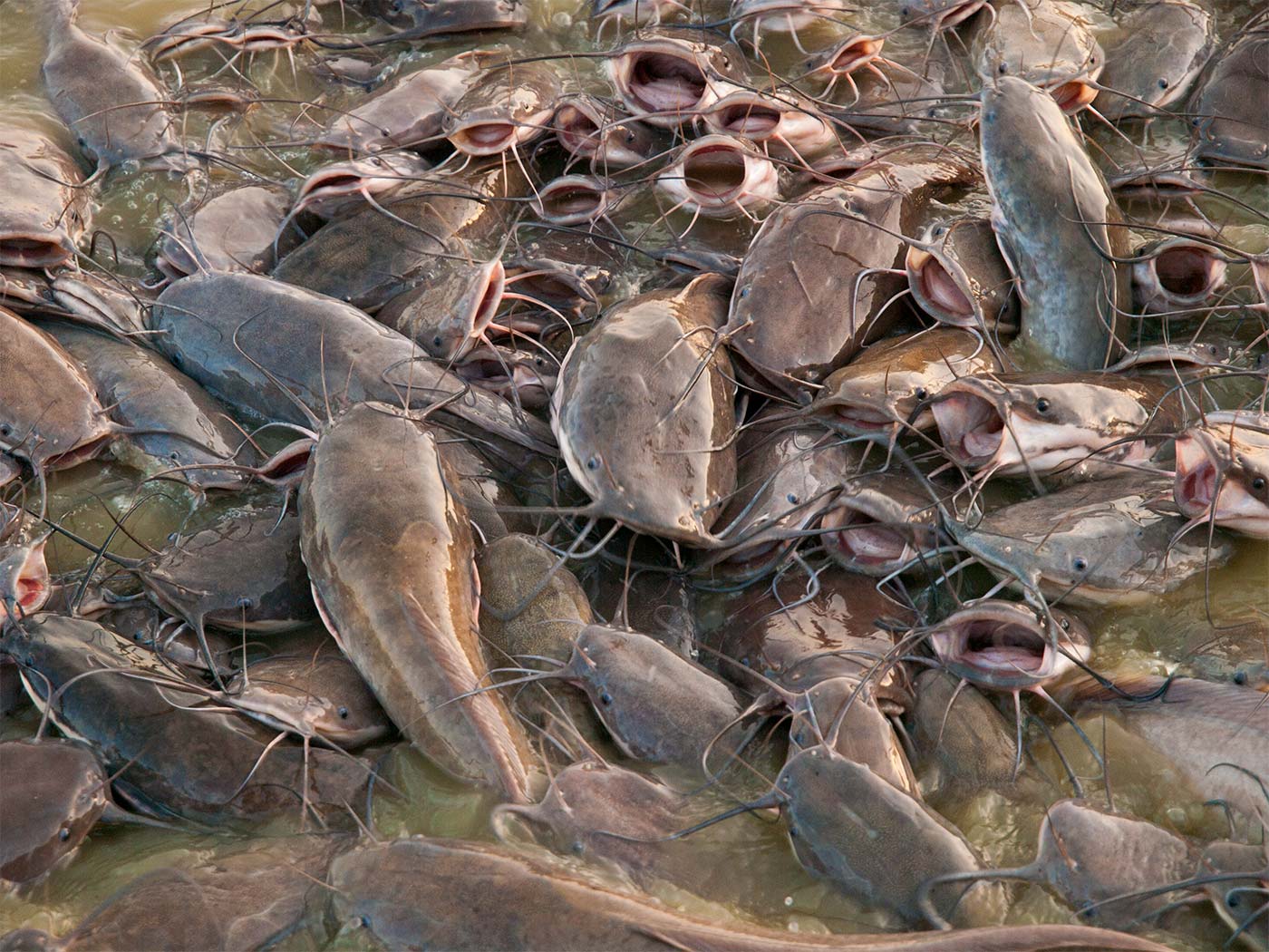 Catfish at Gadisar Lake - Jaisalmer | Happymind Travels