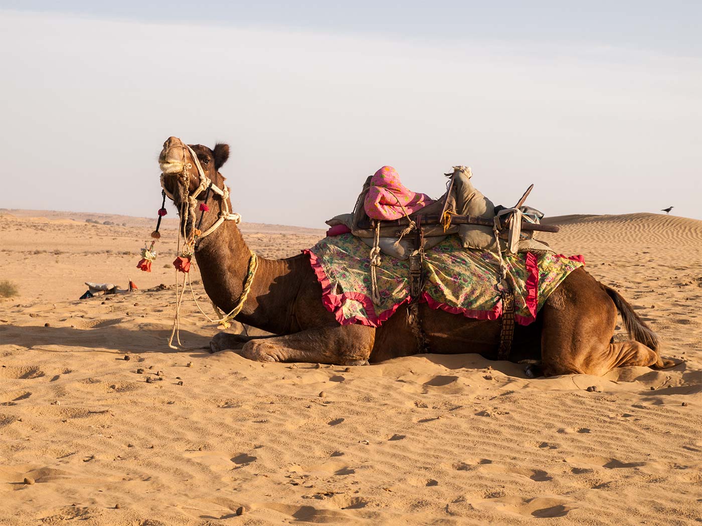 Thar Desert - Jaisalmer | Happymind Travels