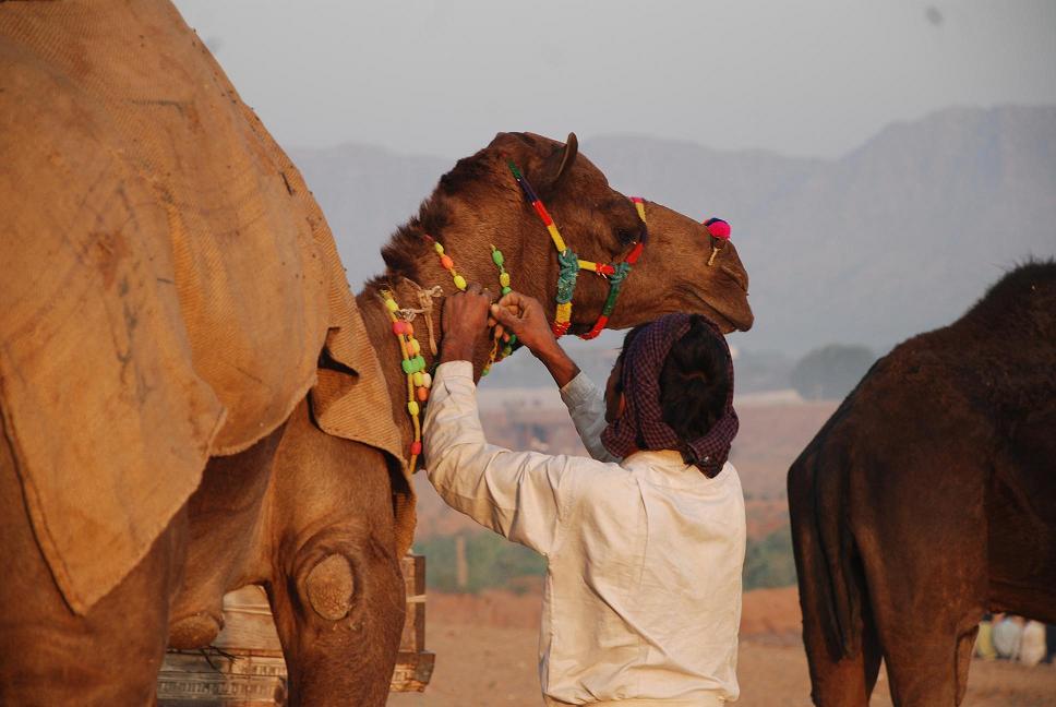 Pushkar Fair - Photo by Sheetal Saini | Happymind Travels