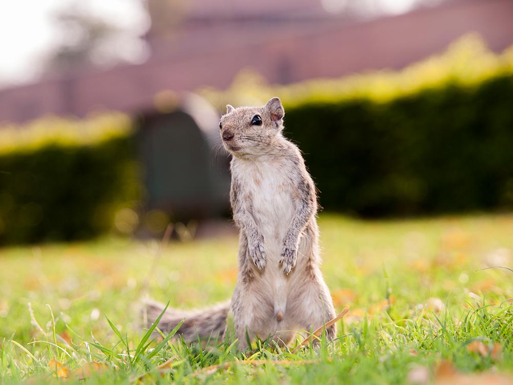 A squirl in the Garden inside Agra Fort | Happymind Travels