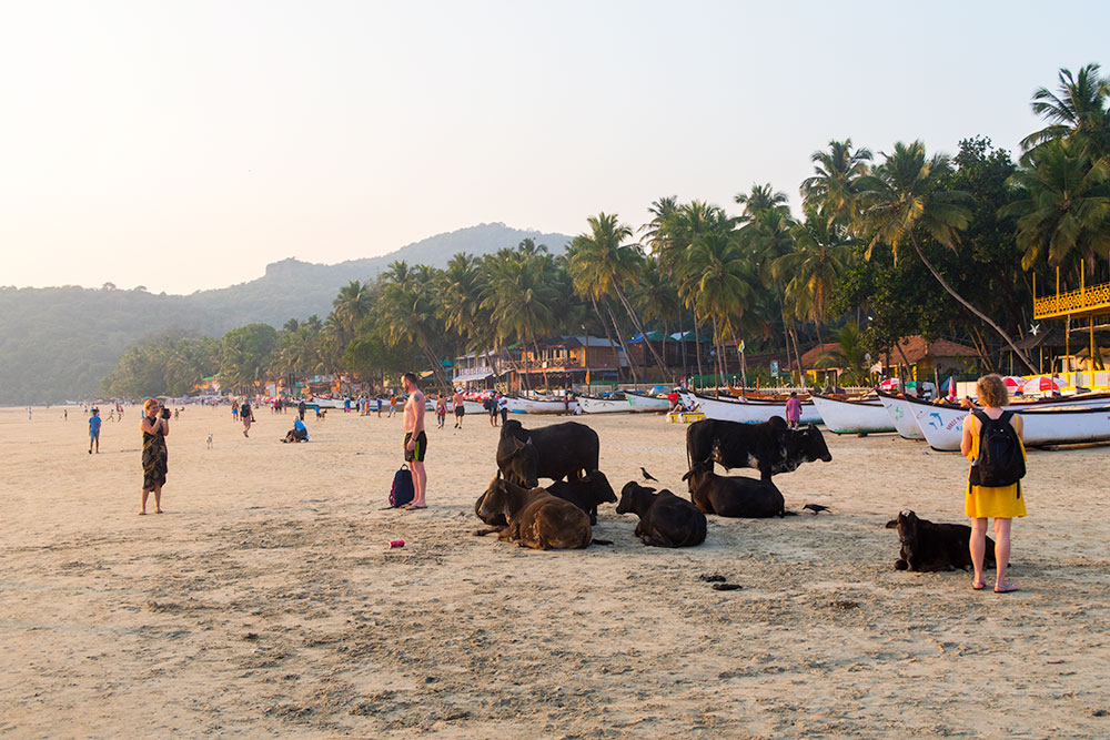 Cows Posing for Photos in Palolem Beach | Happymind Travels