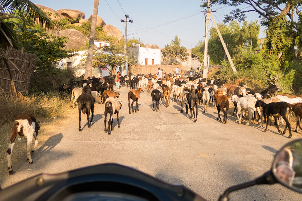 Motorbike Ride - Animal Traffic Jam in Hampi | Happymind Travels