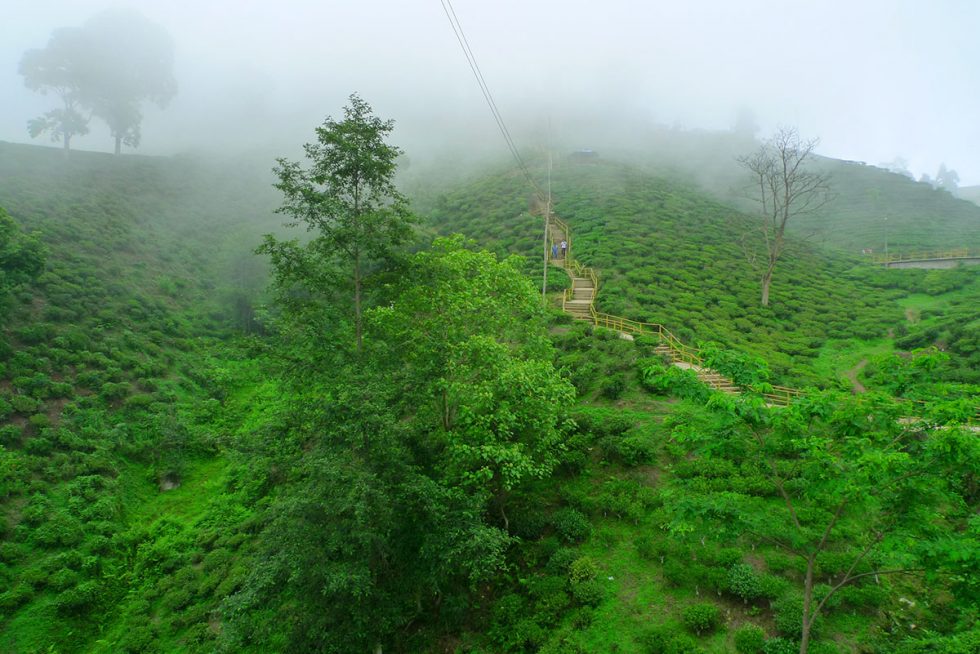 Jardim de chá em Ilam, Nepal | Happymind Travels