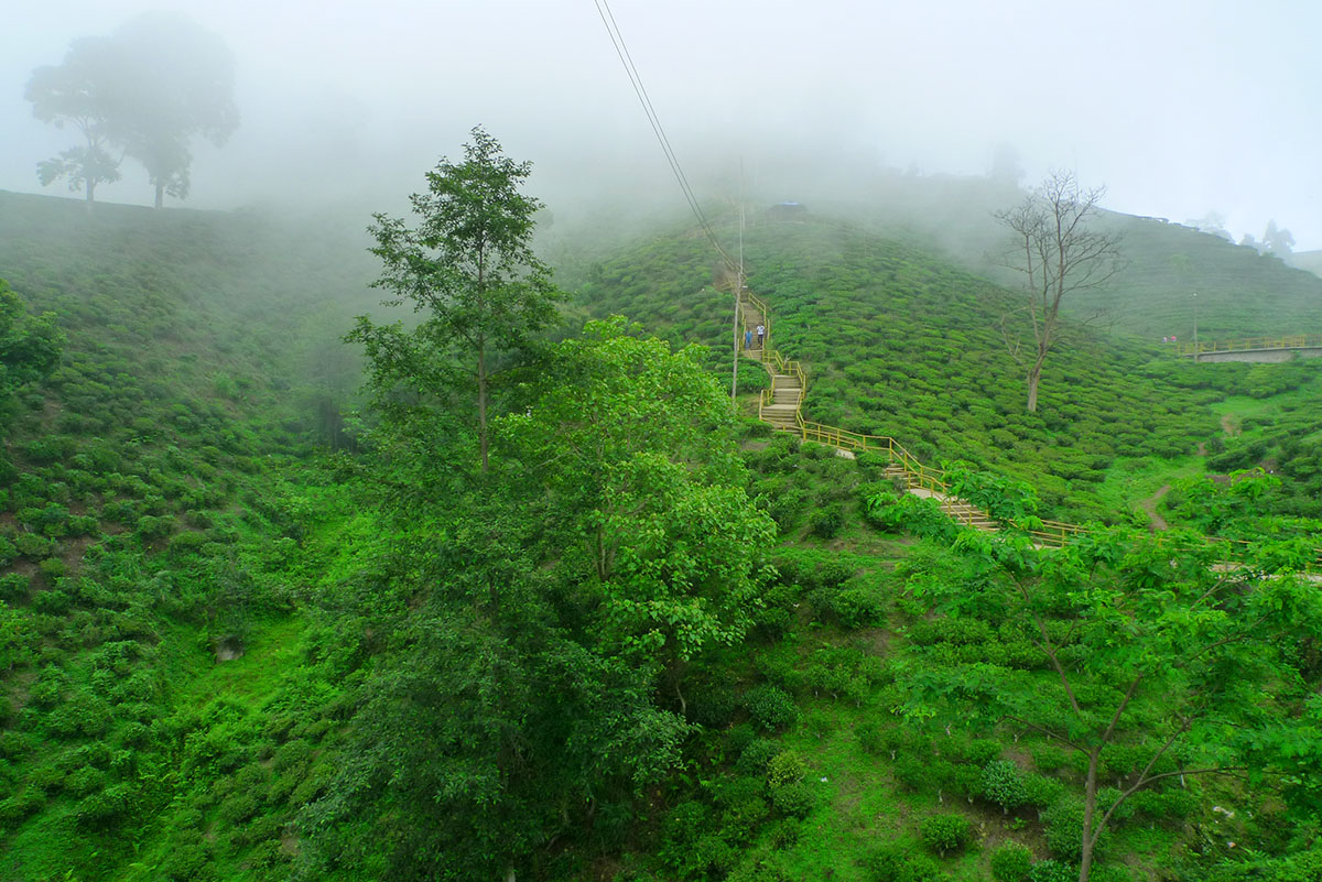 Jardim de chá em Ilam, Nepal | Happymind Travels