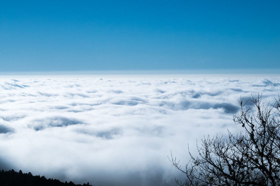 Walk on the clouds in the Alishan scenic forest | Happymind Travels
