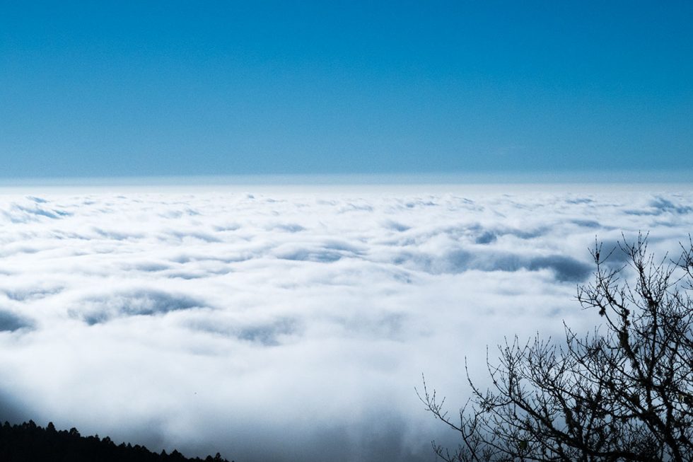 Caminhada sobre as nuvens na floresta cênica de Alishan | Happymind Travels