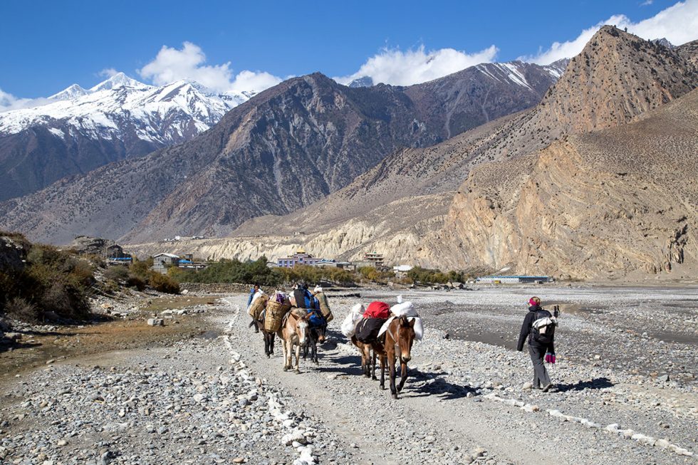 Burros a carregar a bagagem no Circuito de Annapurna em Jomsom, Nepal | Happymind Travels