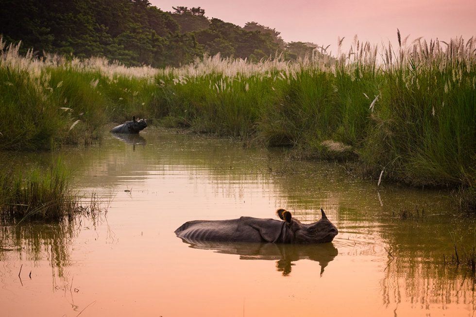 Rinocerontes no Parque Nacional de Chitwan | Happymind Travels