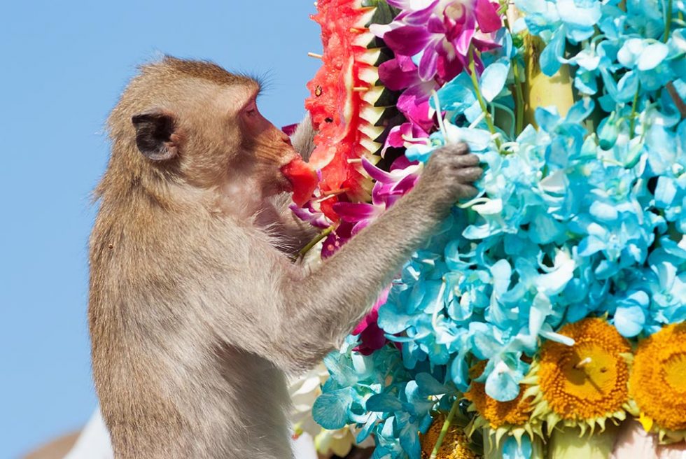 Macaco a desfrutar de uma bela comida no Monkey Banquet Festival em Lopburi | Happymind Travels