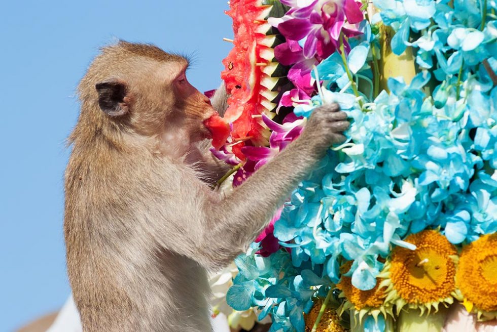 Monkey eating at Monkey Banquet Festival in Lopburi | Happymind Travels