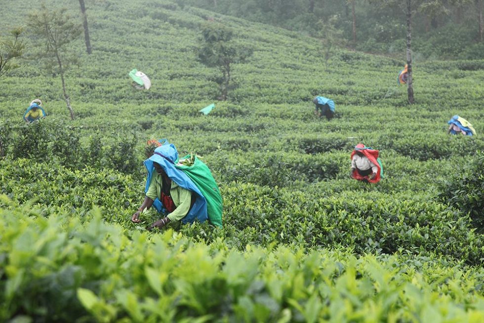 Tea Harvest in Nuwara Eliya during the rainy season | Sri Lanka