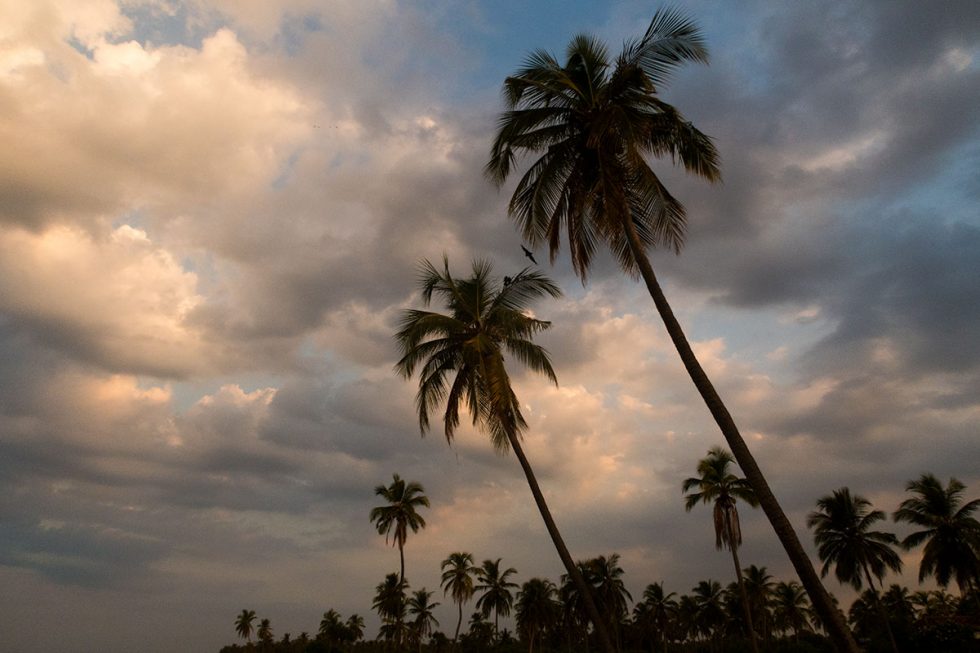 Coconut trees on Nilaveli Beach - Sri Lanka | Happymind Travels