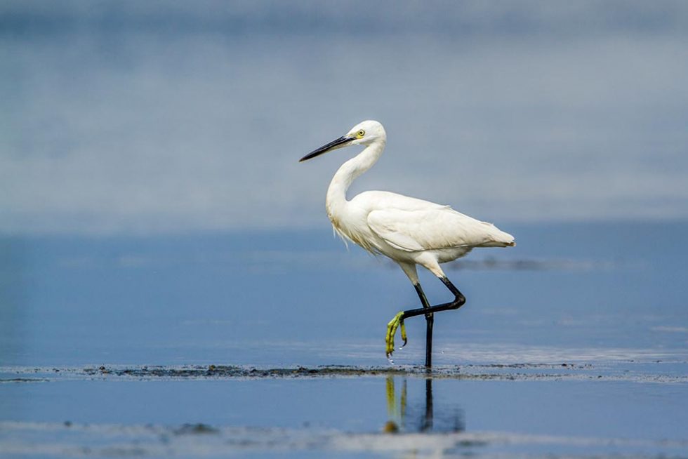 Little Heron in Kalpitiya National Park - Sri Lanka | Happymind Travels