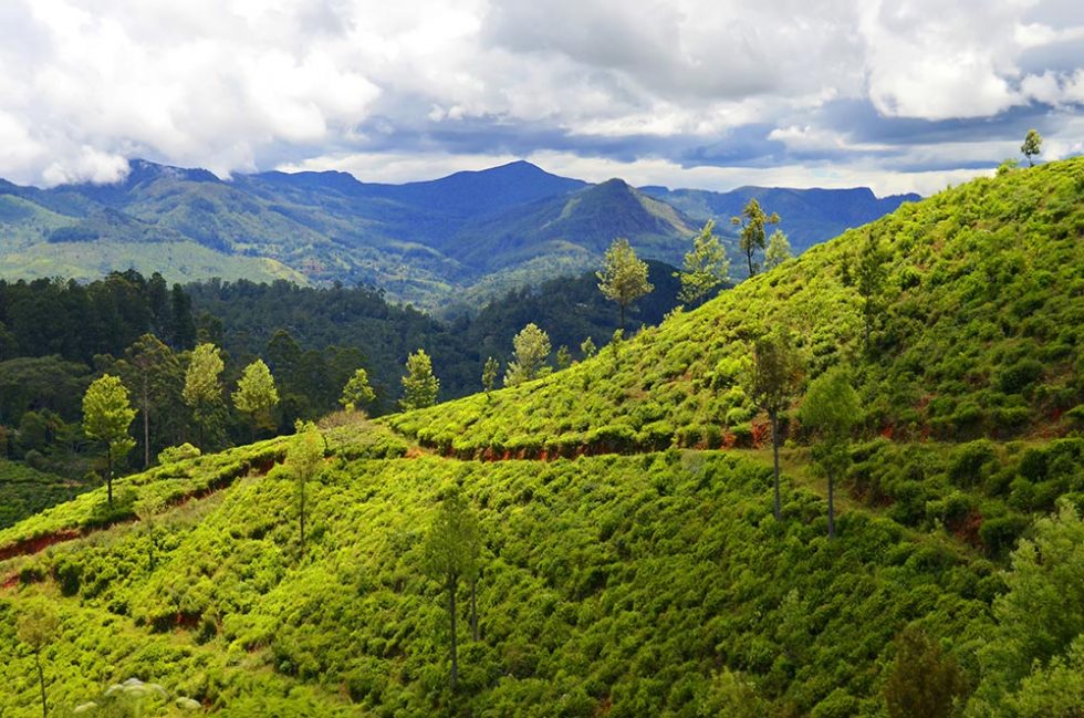 Delicious landscape on the Train Trip from Kandy to Ella - Sri Lanka | Happymind Travels