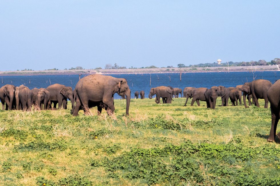 Elephants in the Kaudulla Park - Sri Lanka | Happymind Travels