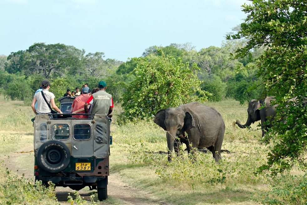 Safari in Minneriya National Park in Sri Lanka | Happymind Travels