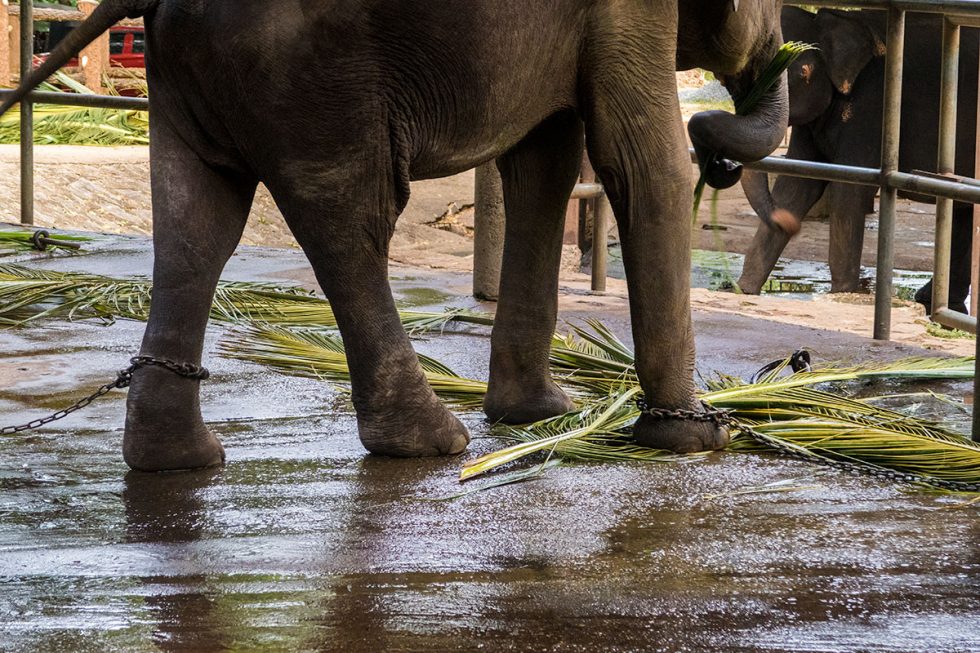 Elephant Orphanage in Kandy - Sri Lanka | Happymind Travels