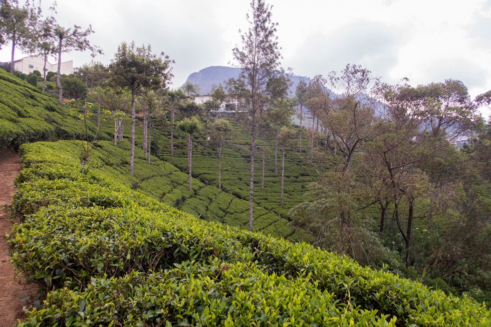 Tea Plantation at Pedro Tea Factory in Nuwara Eliya - Sri Lanka | Happymind Travels