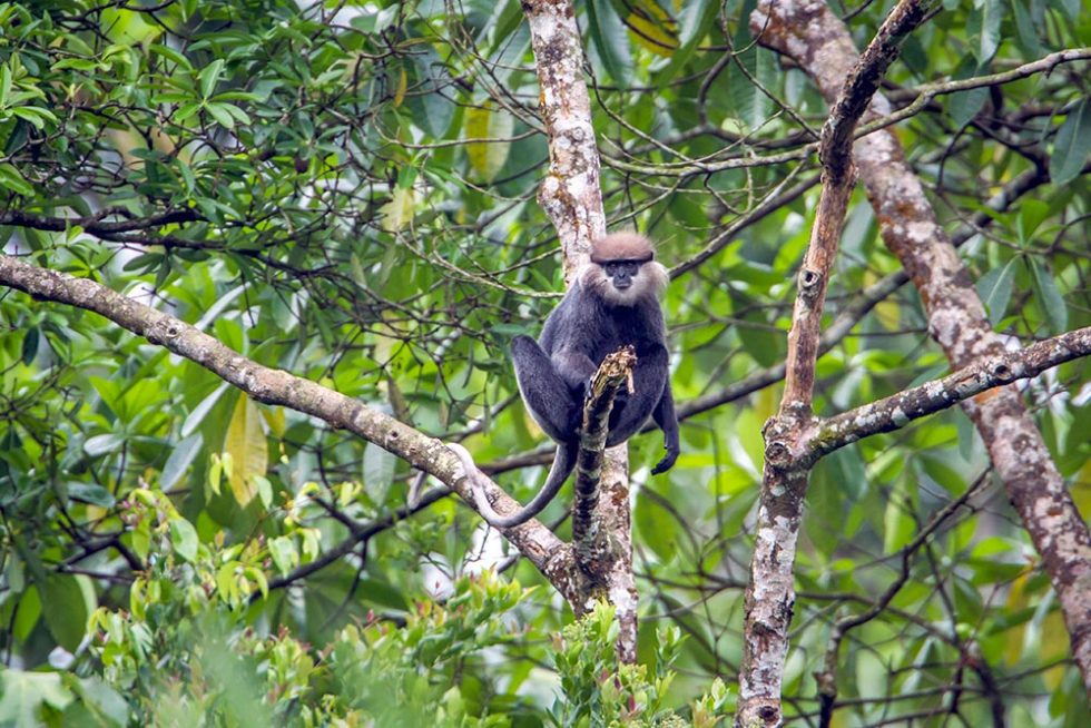 Monkey Purple face langur in Sinharaja Forest - Sri Lanka | Happymind Travels