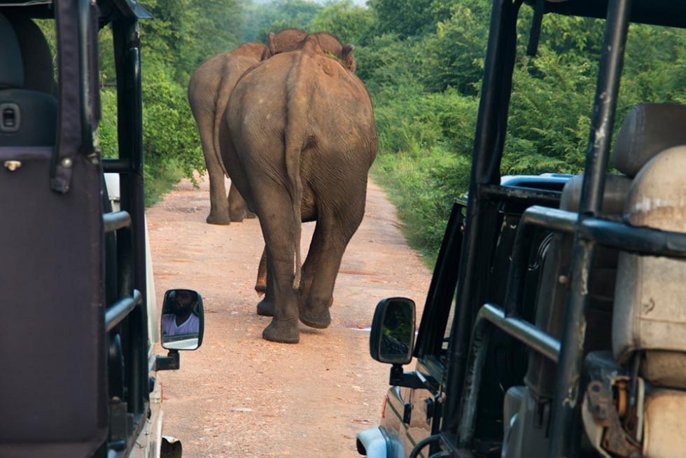 Elephants on the street of Udawalawe National Park - Sri Lanka | Happymind Travels