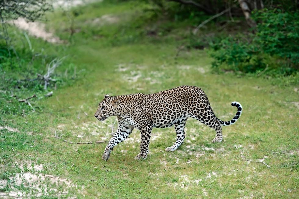 Leopard in Yala National Park - Sri Lanka | Happymind Travels