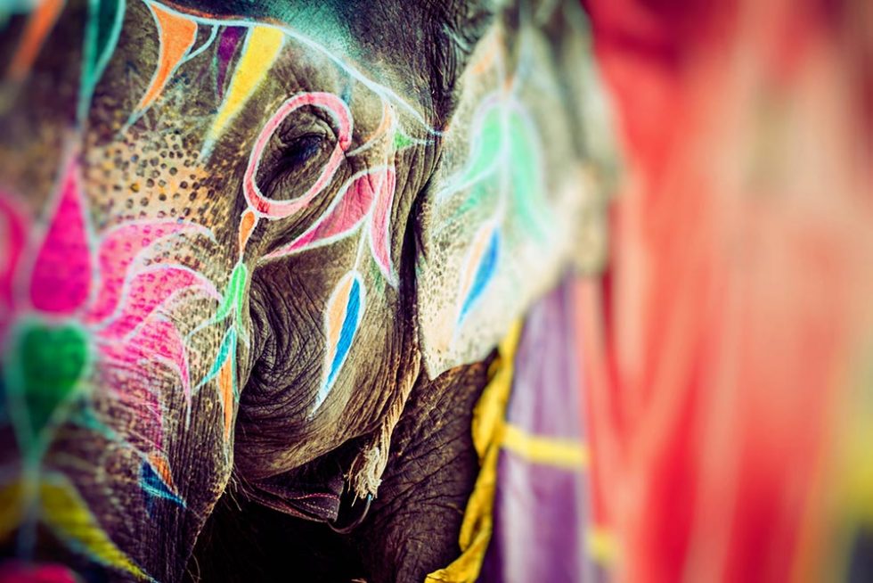 Elefante decorado no Festival Holi em Jaipur, Índia | Happymind Travels