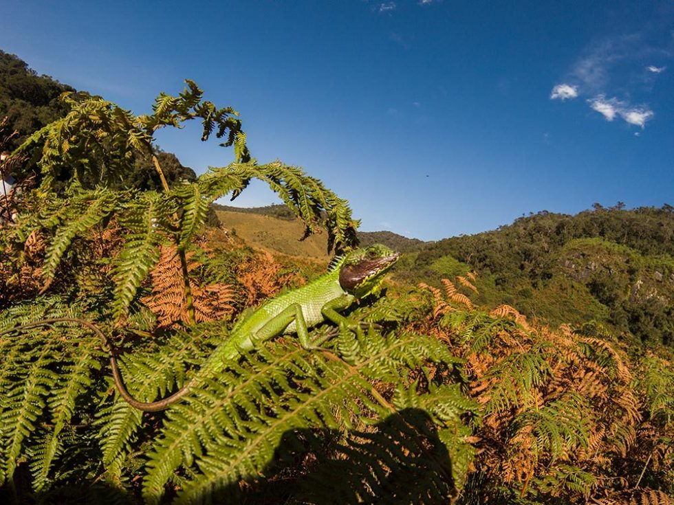 O que encontrarás em Horton Plains, Sri Lanka | Happymind Travels