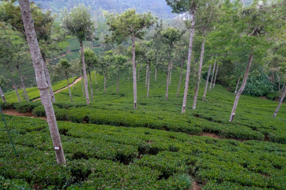 Pedro Tea Factory em Nuwara Eliya, Sri Lanka | Happymind Travels