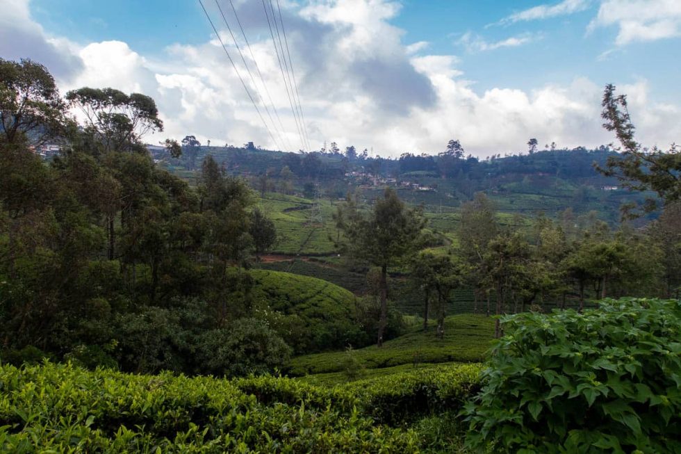 Vista sobre os Campos de Chás na Pedro Tea Factory em Nuwara Eliya, Sri Lanka | Happymind Travels