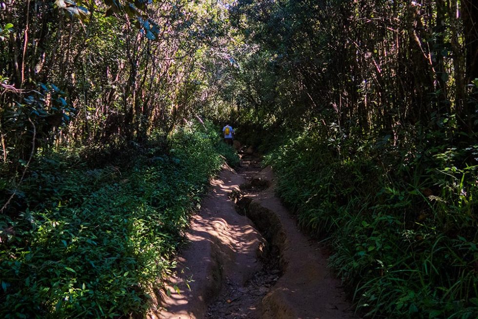 Trilha no meio de plantação em Horton Plains no Sri Lanka | Happymind Travels