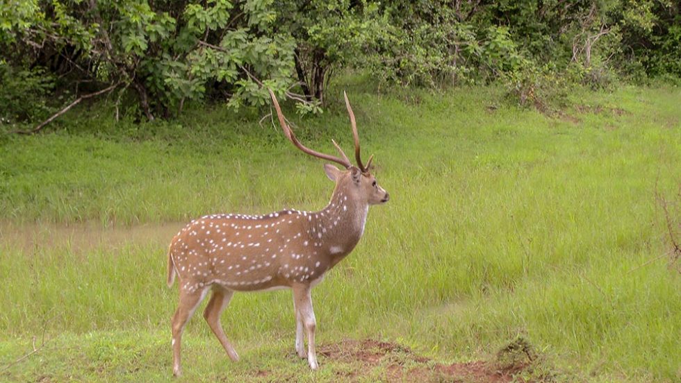 Veado em Horton Plains no Sri Lanka | Happymind Travels