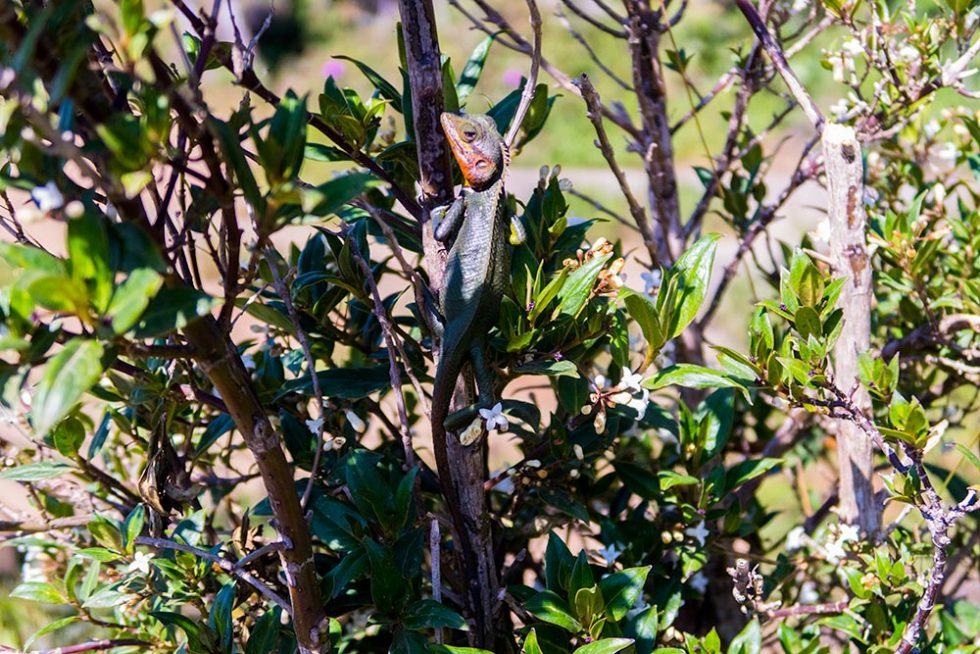 Vida Animal em Horton Plains no Sri Lanka | Happymind Travels