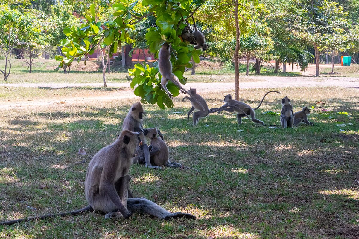 Macacos a divertirem-se nas ruínas de Anuradhapura, Sri Lanka | Happymind Travels
