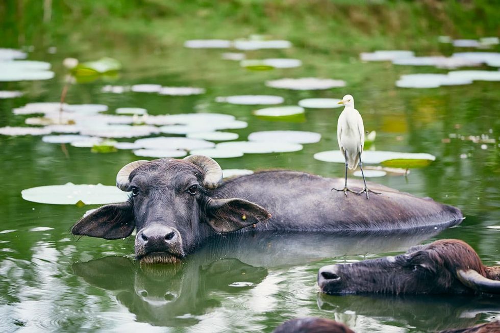 Búfalo nas águas do rio Mahaweli em Flood Plains, Sri Lanka | Happymind Travels