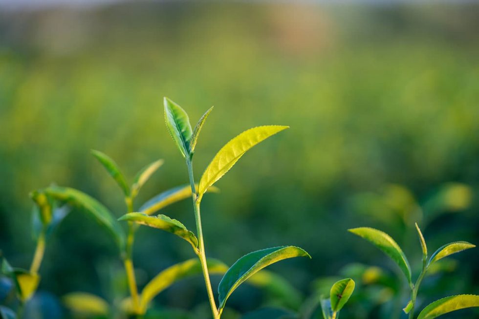 Detalhe da cor da vegetação em Flood Plains, Sri Lanka | Happymind Travels