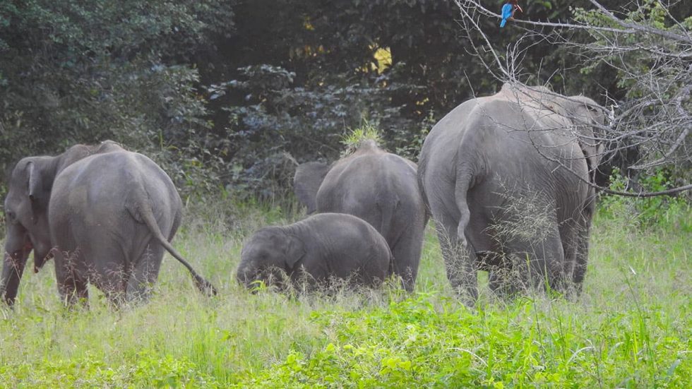 Elephant herd somewhere in Flood Plains, Sri Lanka | Happymind Travels