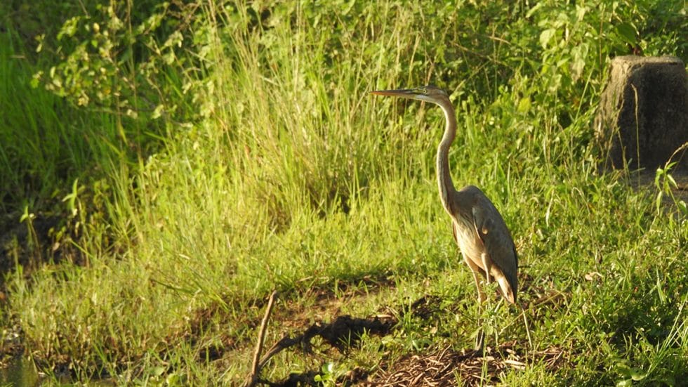 Animal life in Flood Plains, Sri Lanka | Happymind Travels