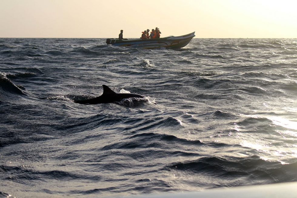 Golfinhos nos mares perto de Trincomalee, Sri Lanka | Happymind Travels