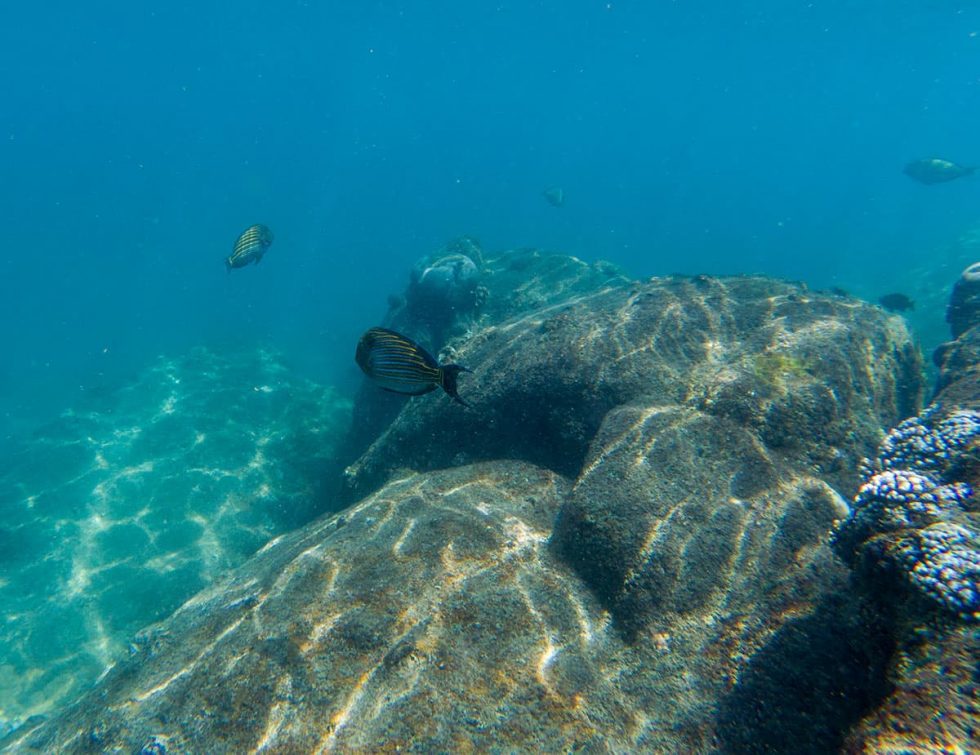 Fish that you see to do Snorkeling at Pigeon Island in Nilaveli, Sri Lanka | Happymind Travels