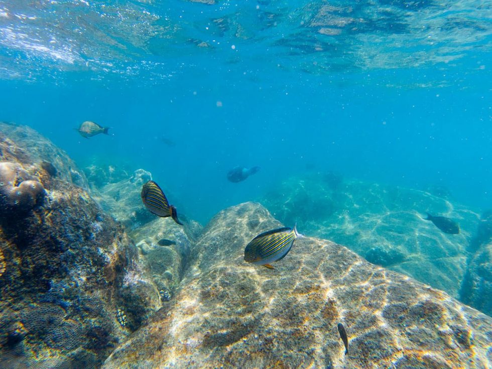 Snorkeling na Pigeon Island em Nilaveli, Sri Lanka | Happymind Travels