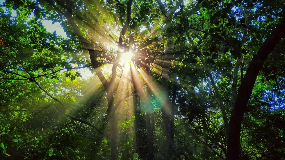 Sol a entrar pelo meio da vegetação em Flood Plains, Sri Lanka | Happymind Travels