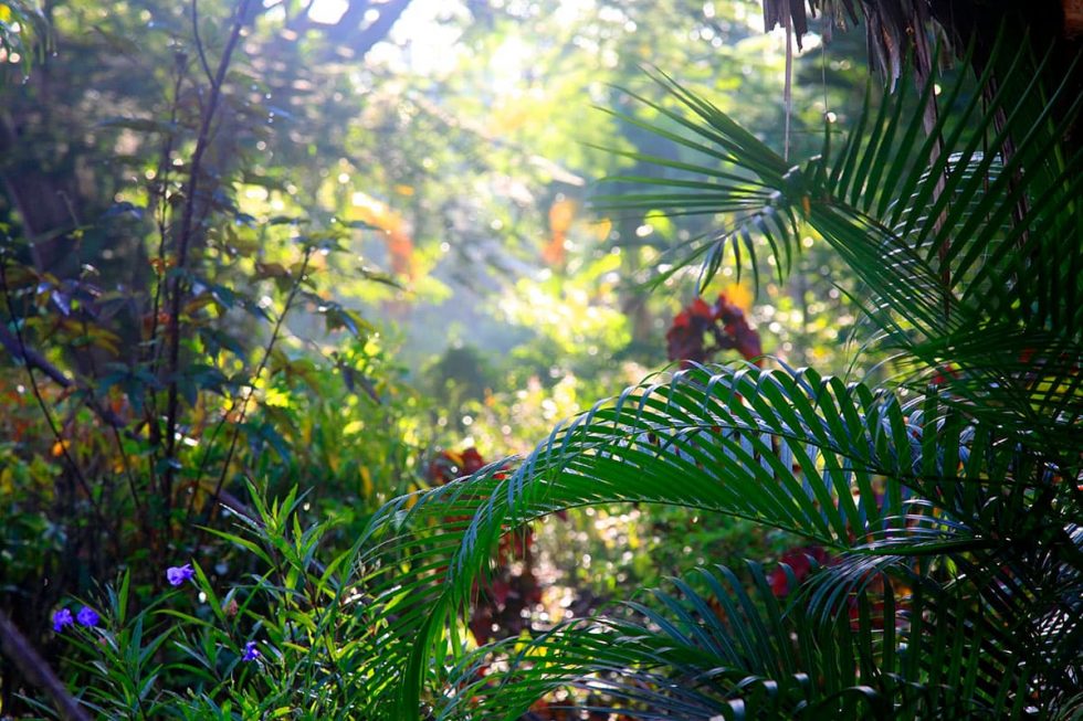 Vegetação em Flood Plains, Sri Lanka | Happymind Travels